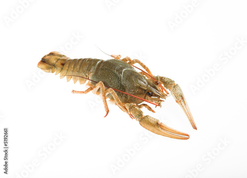 the  crayfish