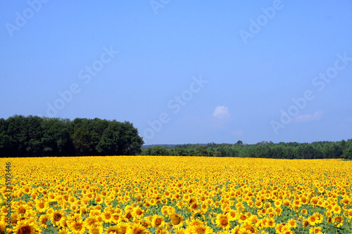 tournesol