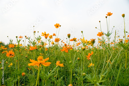 orange flowers (Forest of Flowers) © ilolab