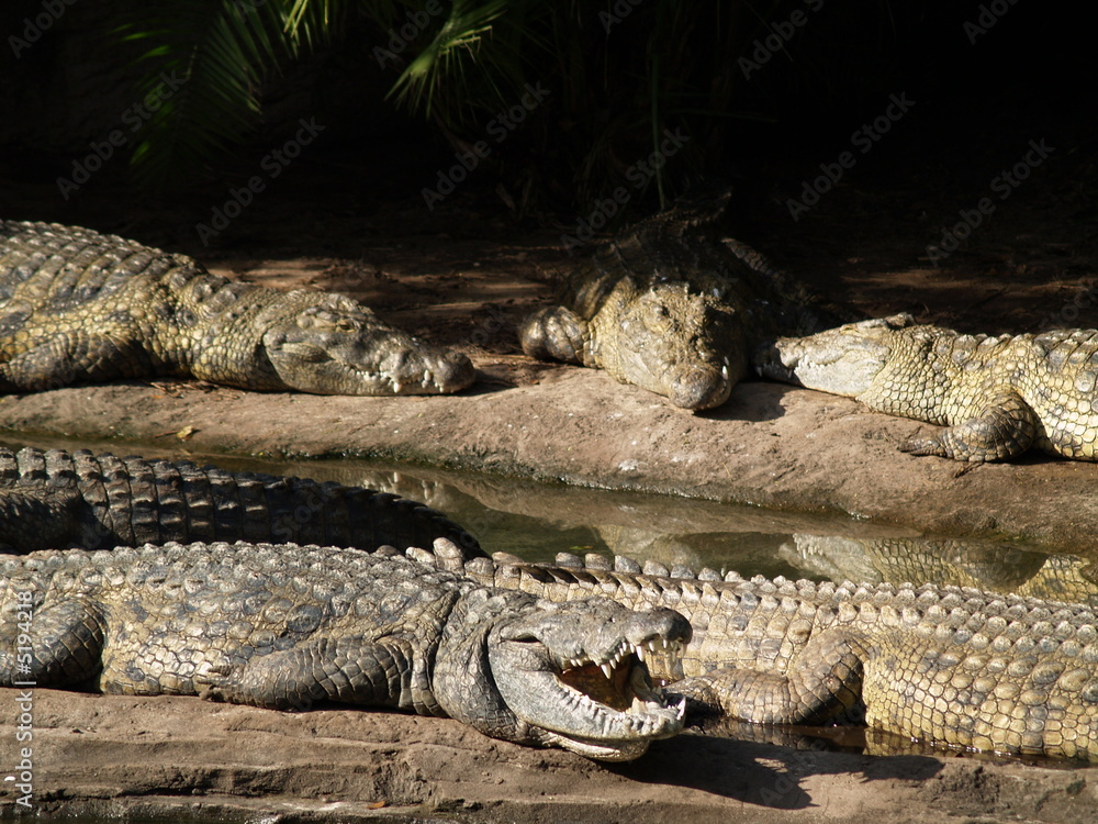 Fototapeta premium Alligator