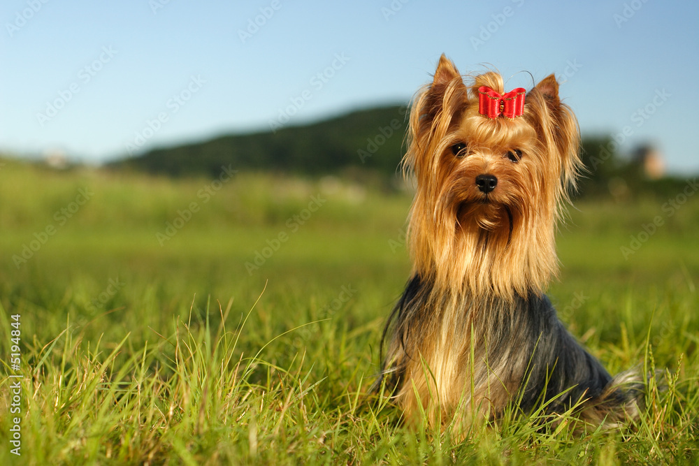 dog on the green grass