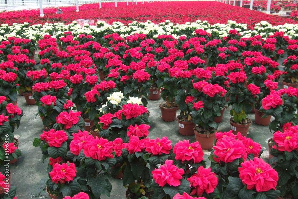 Euphorbia pulcherrima winterrose