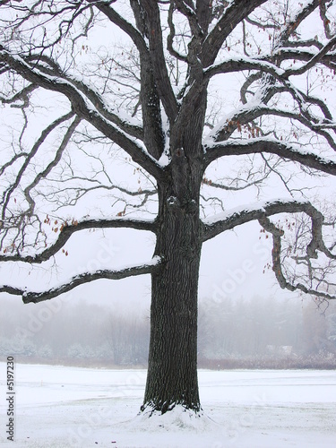 Tree and Snow 