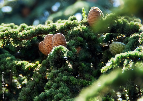 Fir cones 