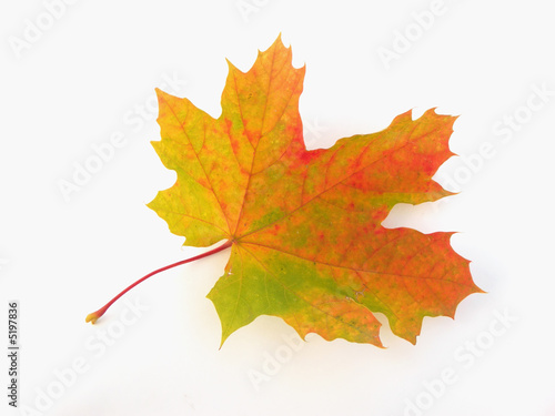 Single maple leaf