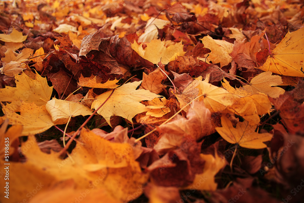 Feuilles jaunes d'automne