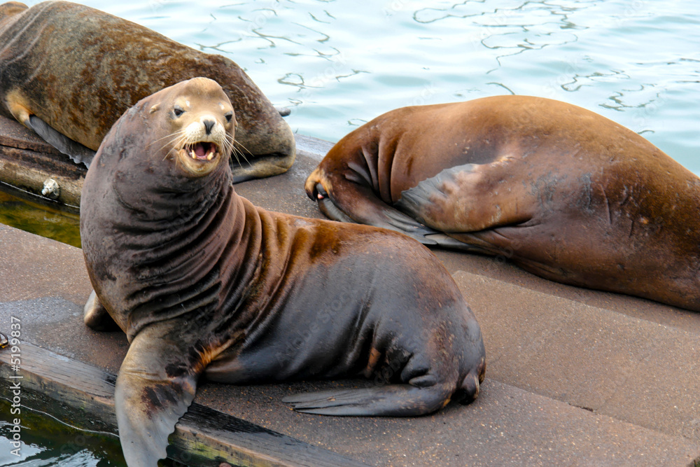Fototapeta premium talking seal