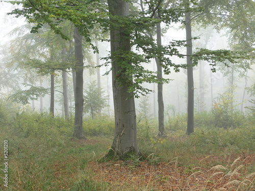forest