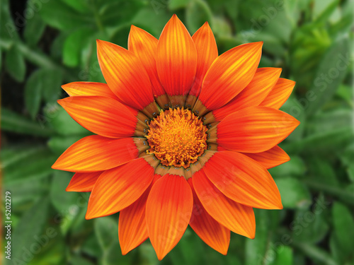 gazania