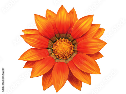 gazania