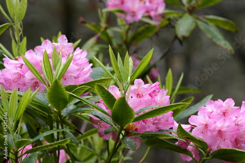 rosa Rhododendron photo