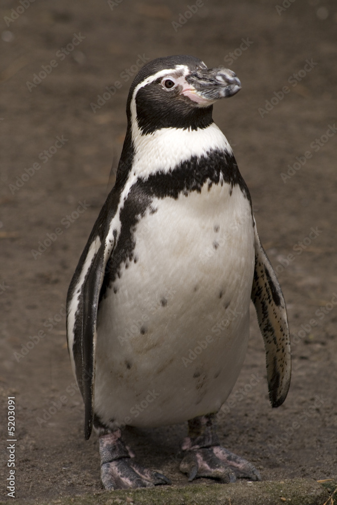 Fototapeta premium Pinguin