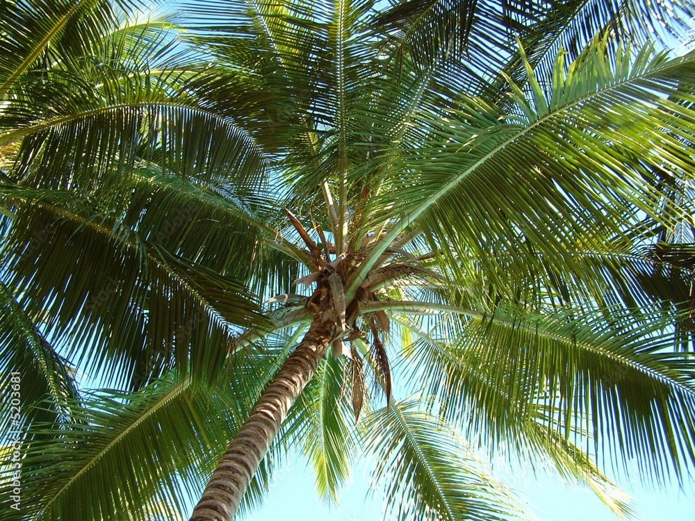 Fototapeta premium Palme