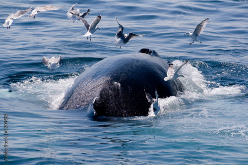 Humpback Whale feeding /Megaptera novae