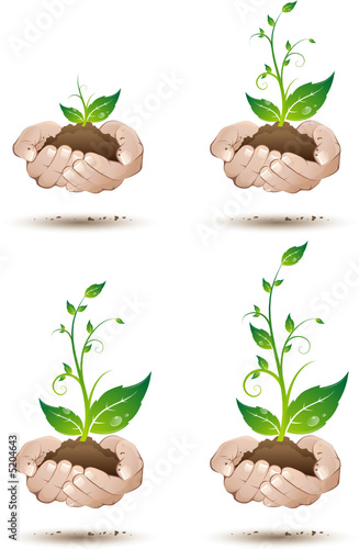 Jeune plante  