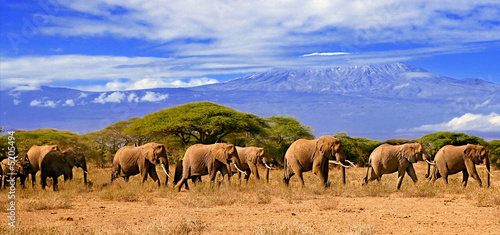 Kilimanjaro With Elephants
