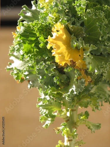 Green cabbage - 3