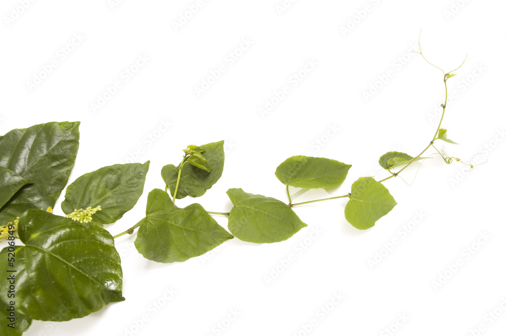 Fototapeta premium Isolated vine plant