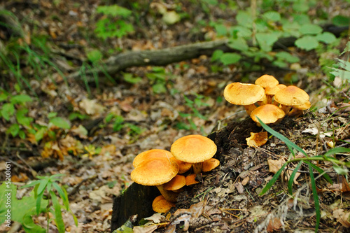 mushrooms in forest