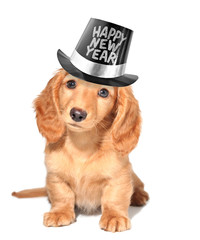 Happy New Year puppy!