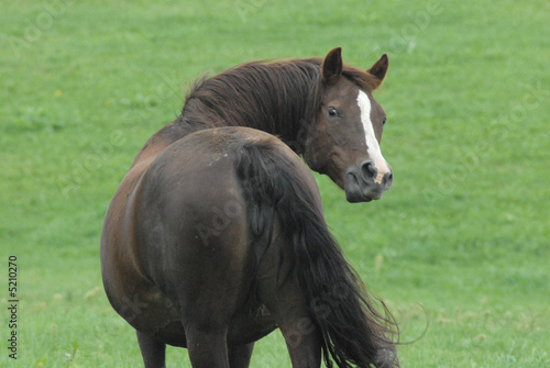 Horse Looking Behind © StevertS