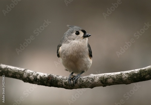 Tufted Titmouse eating seed