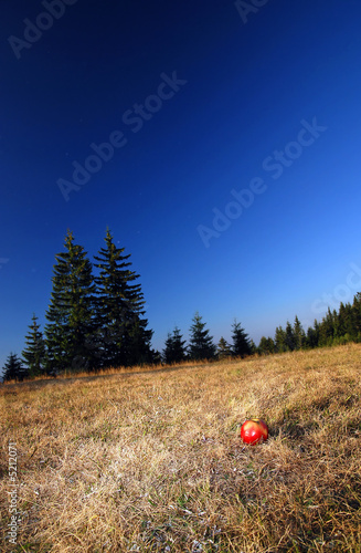 apple in nature photo