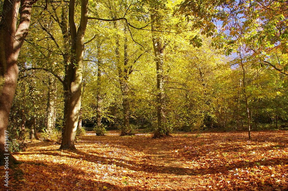 The Glade The Glade
