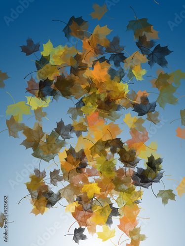 Autumn leaves