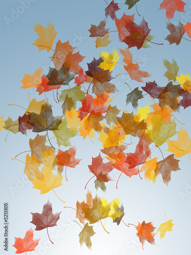 Autumn maple leaves