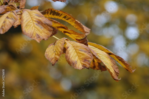 Leafs in the autumn
