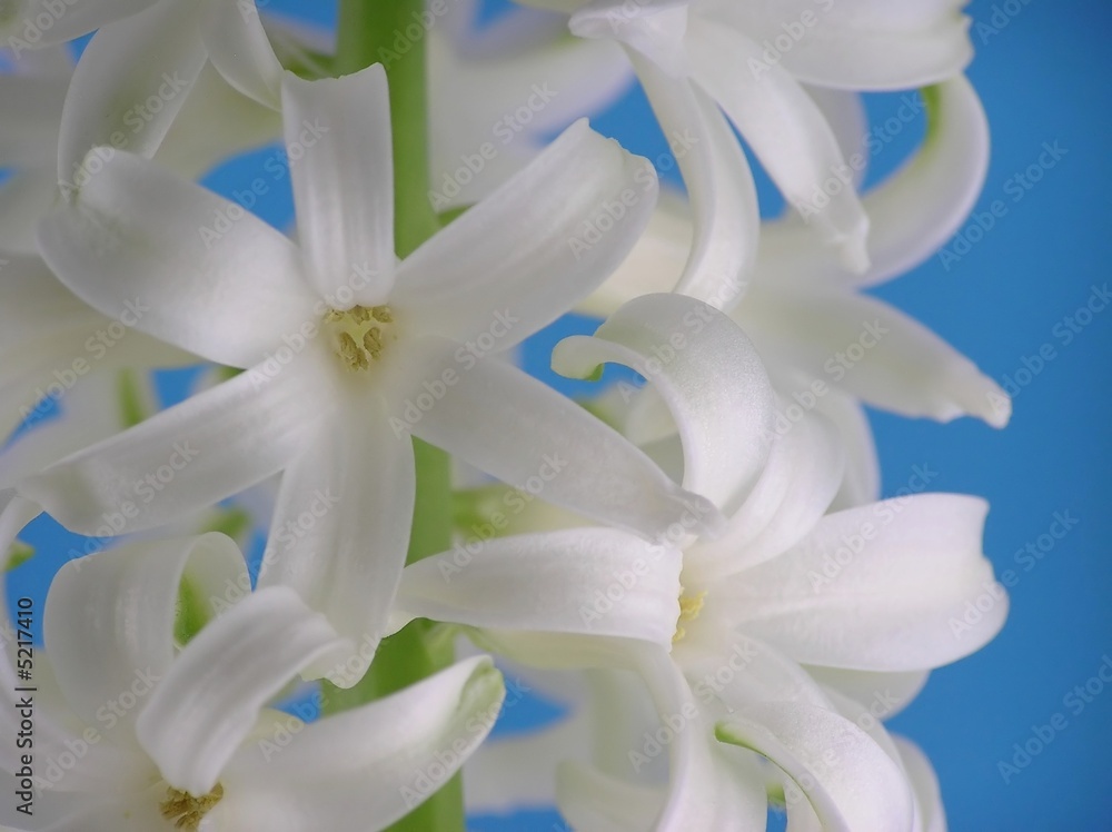 Fototapeta premium white hyacinth