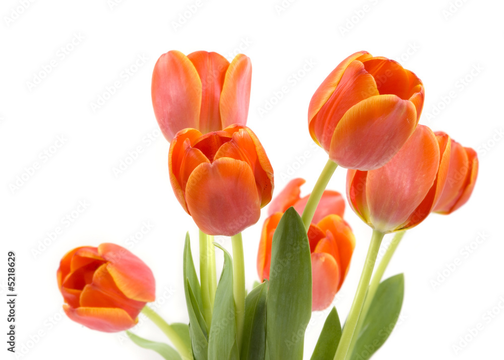 Tulips Tulips