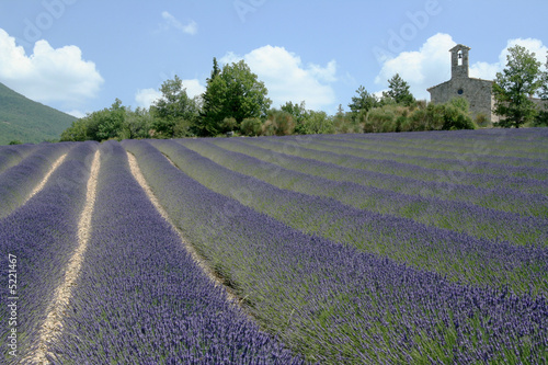 Lavande en Drôme