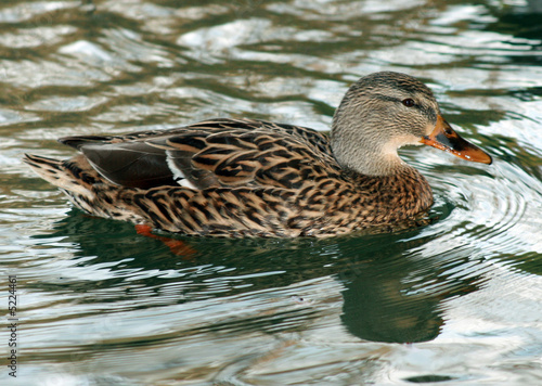 Duck
