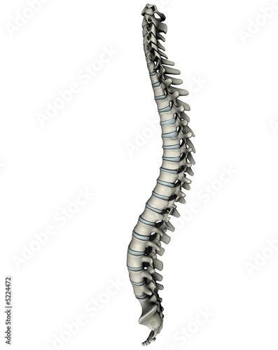 Human spine lateral graphic on white background