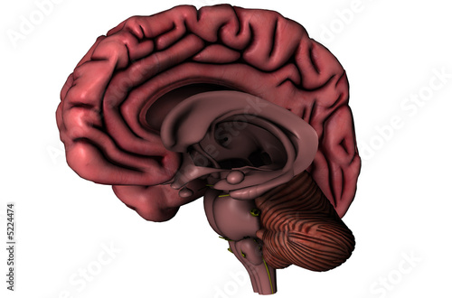 Human brain sagittal view with deep brain structures