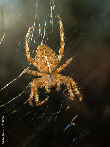 spider in its web © kameramann
