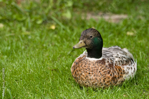 Eine Ente im Gras