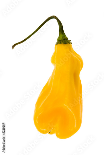hot pepper photo