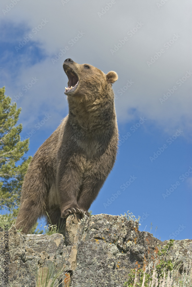 Obraz premium Grizzly bear roaring