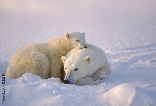 Polar bear with her cub