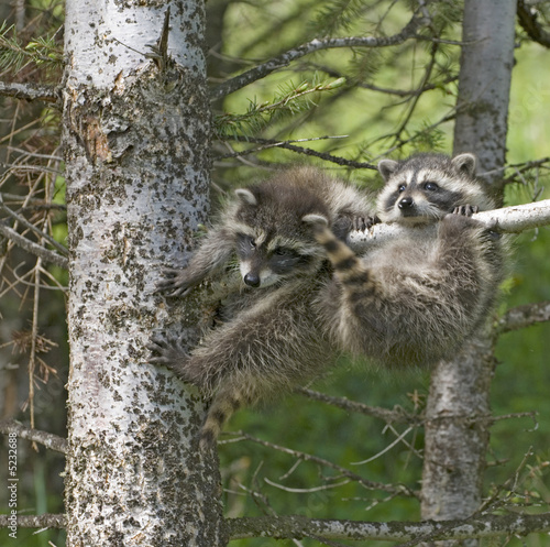 Photography Baby racoons hanging out