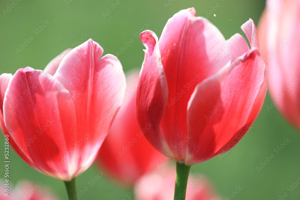 Obraz premium tulipano