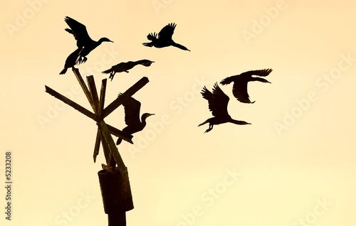 Cormorant take off