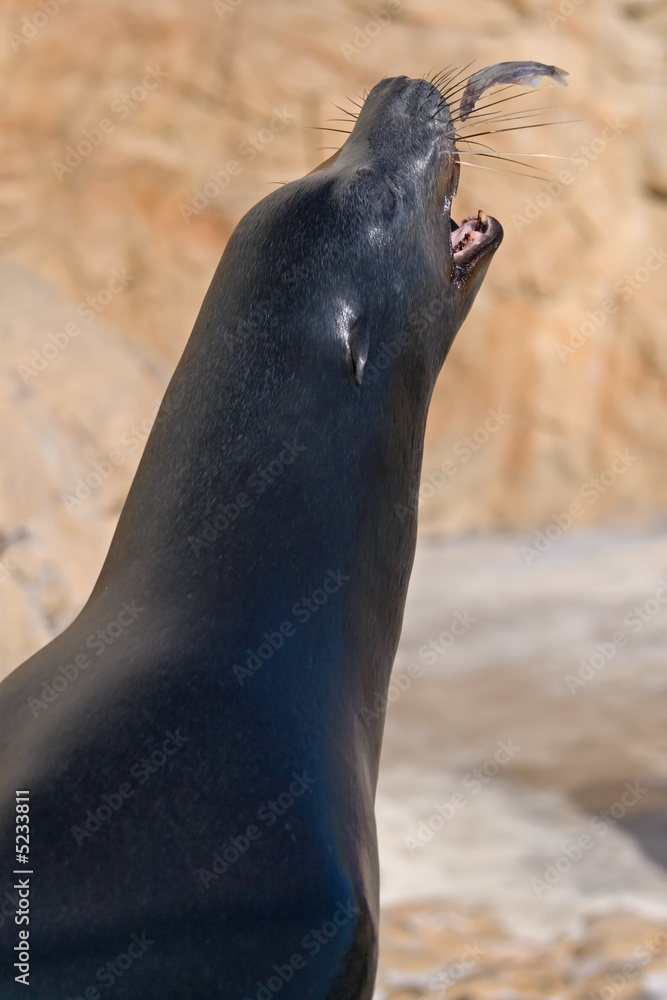 Obraz premium Sea Lions and Seals