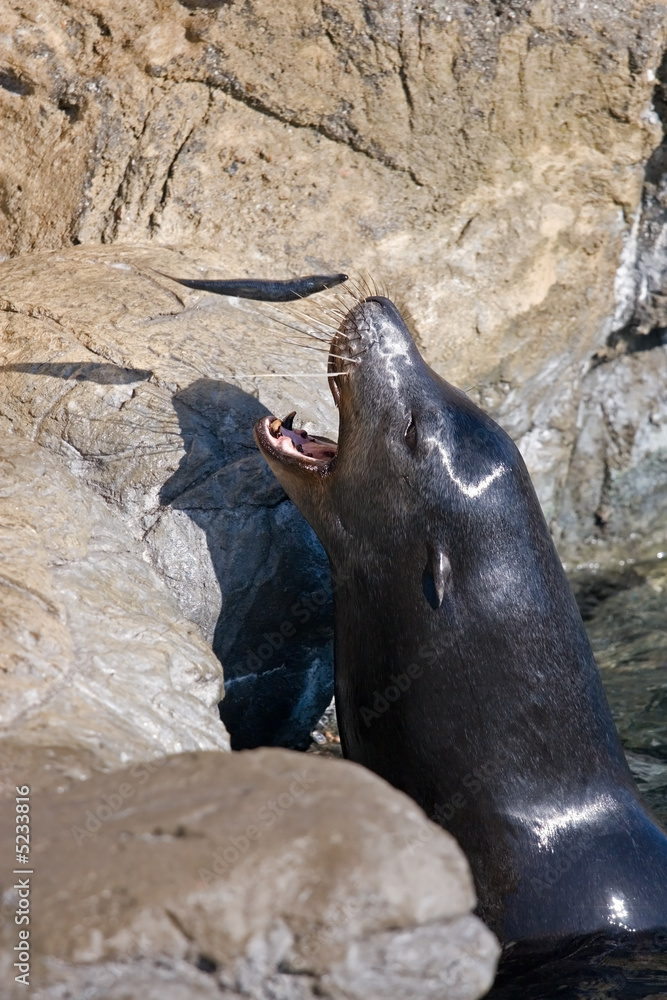 Fototapeta premium Sea Lions and Seals