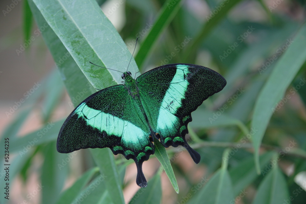 Fototapeta premium butterfly