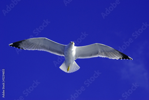 vol goeland