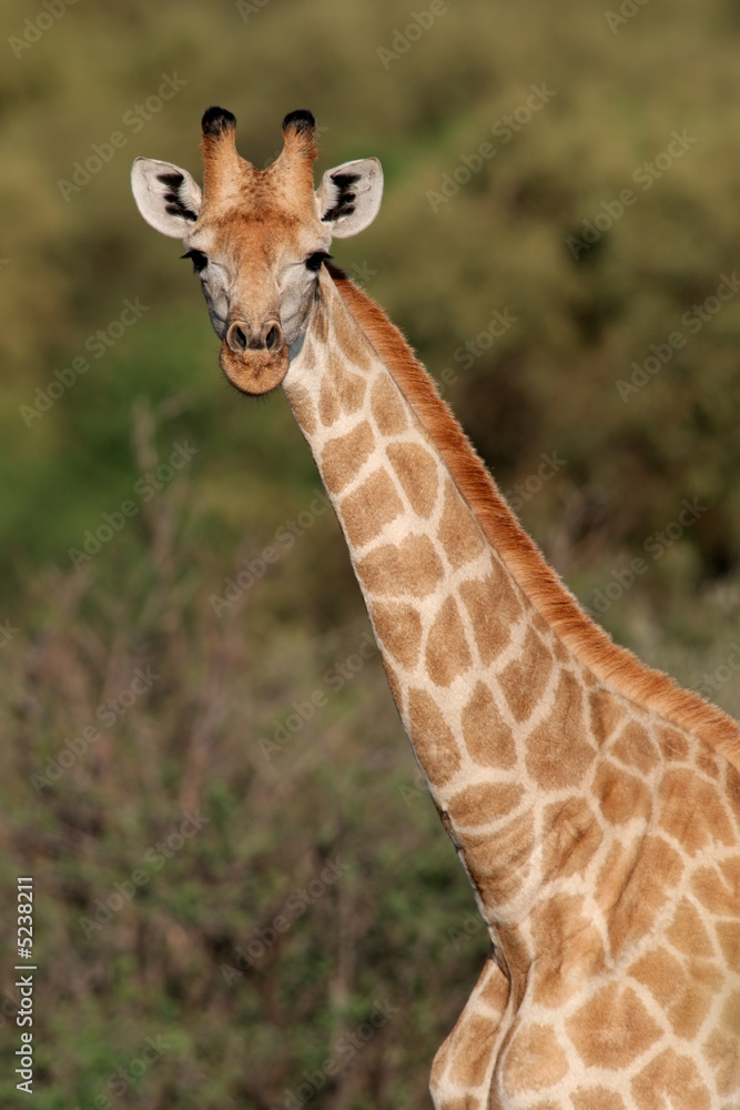 Giraffe (Giraffa camelopardalis) portrait Giraffe (Giraffa camelopardalis) portrait